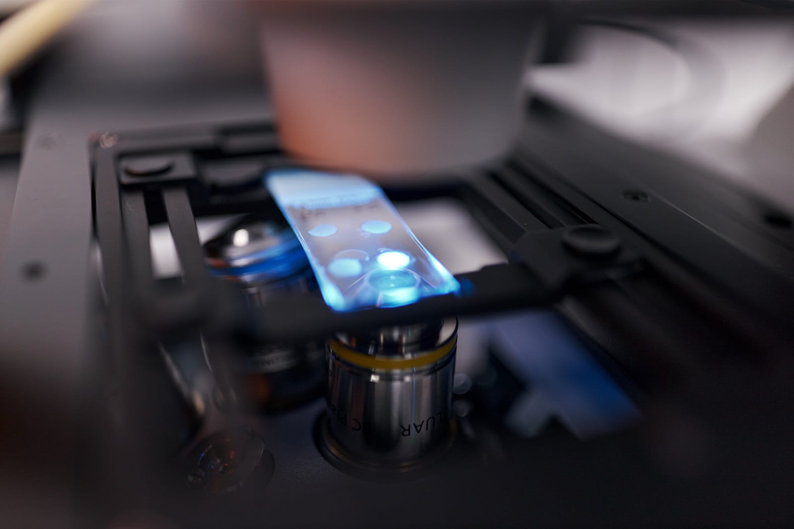 Sample under the microscope