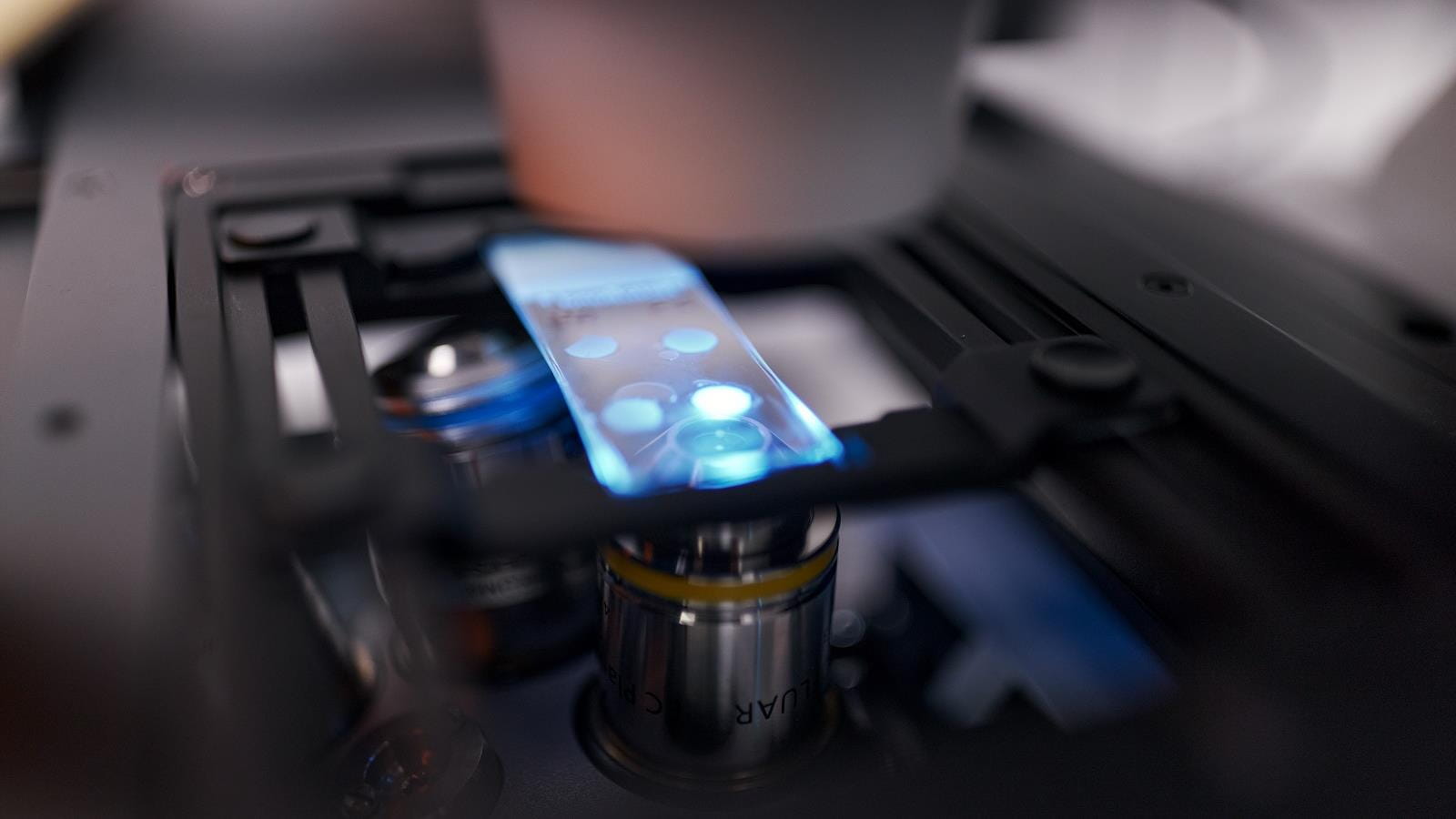 Probe unter dem Mikroskop (Detail)